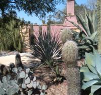 Cactus Garden LA Arboretum