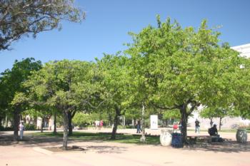 Evergreen pear-Pyrus kawakamii tree planting in the lawn vs. in the plaza - note the size differences.