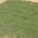 Buffalograss (Buchloe dactyloides ‘U.C. Verde’)