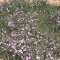 Trailing Purple Montana (Lantana montevidensis)