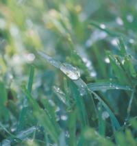 Wet_grass