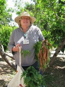 Master Gardener with carrots at the Arc Enrichment Center in Ojai, CA