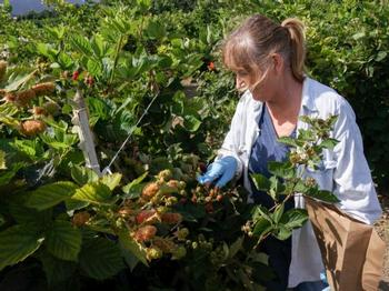 MG Volunteer picking berries at the Hansen REC