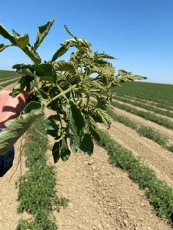 Tomato spotted wilt virus-infected tomato plant shows bronzing symptom of the foliage, April 2021