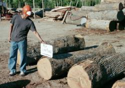 High quality Modesto ash logs