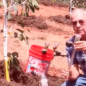 How to Install a Tensiometer in an Avocado Grove