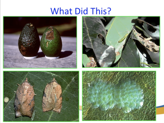 Avocado Disease Examples