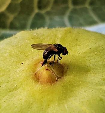 Invasive Fig Pest Recently Discovered in South California (Click Here)