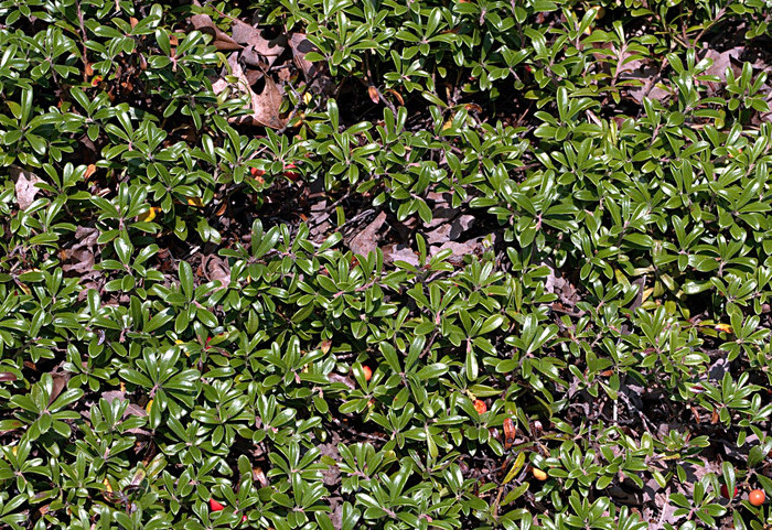 Common Bearberry