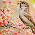 bird eating berries