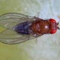 Vinegar fly or small fruit fly, Drosophila sp.photo by JK Clark, UC IPM Project © UC Regents