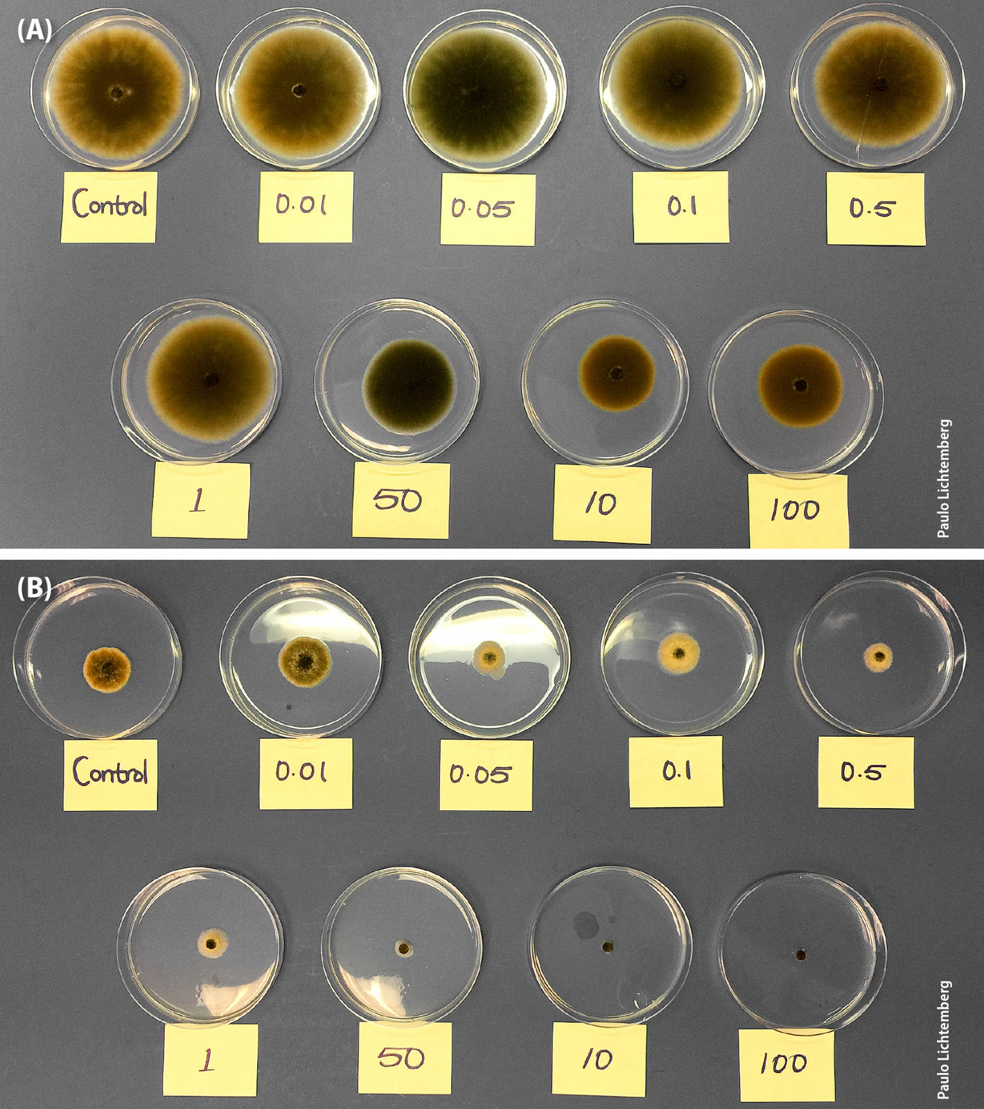 Alternaria alternata fungicide sensitivity assay showing the mycelial inhibition of a resistant (A) and sensitive (B) isolate.