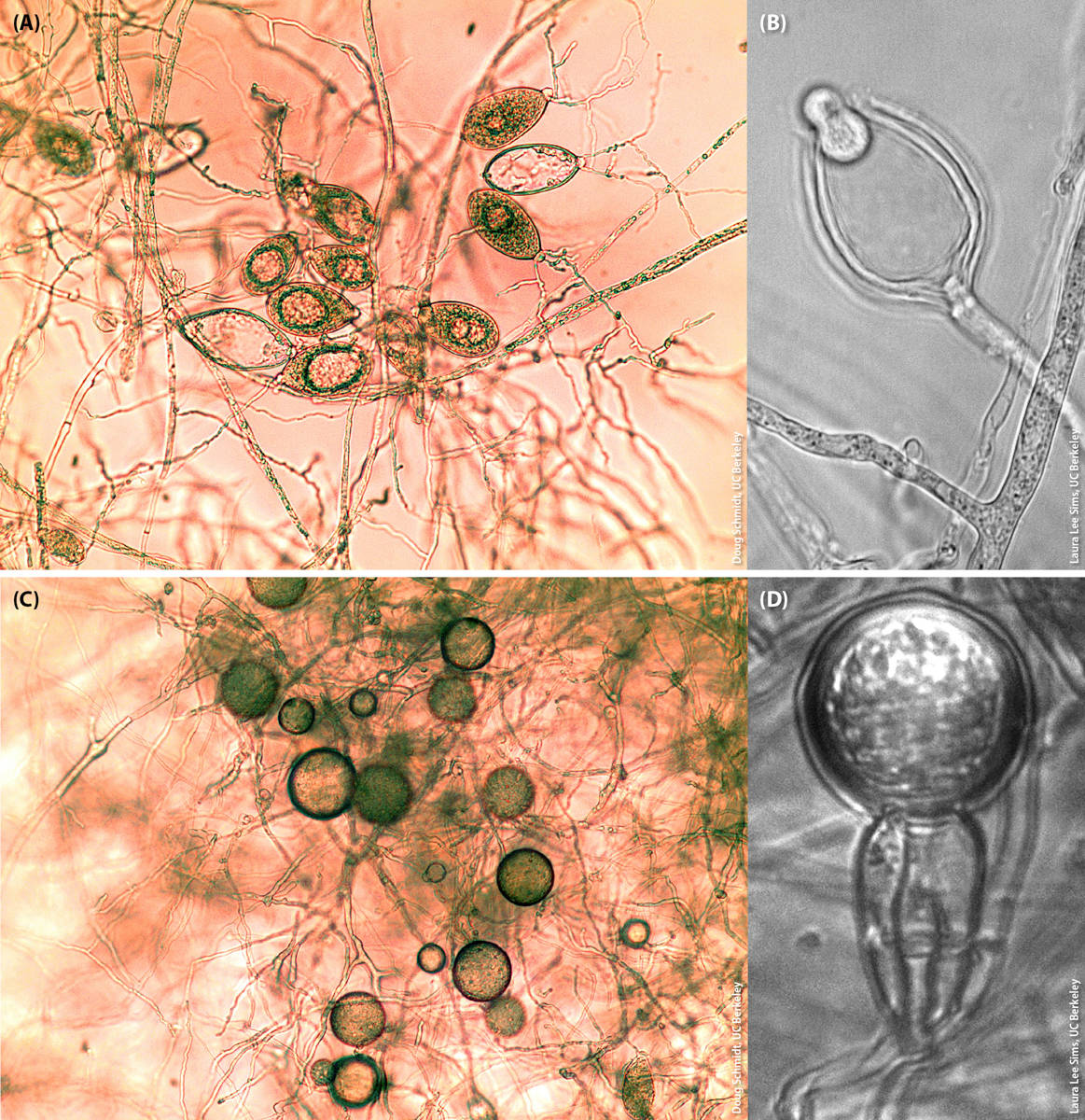 Micrographs (300× magnification) of (A) sporangia of Phytophthora ramorum, (B) a zoospore exiting a sporangium of Phytophthora bilorbang, (C) chlamydospores of Phytophthora ramorum and (D) an oospore of Phytophthora alni subspecies uniformis.