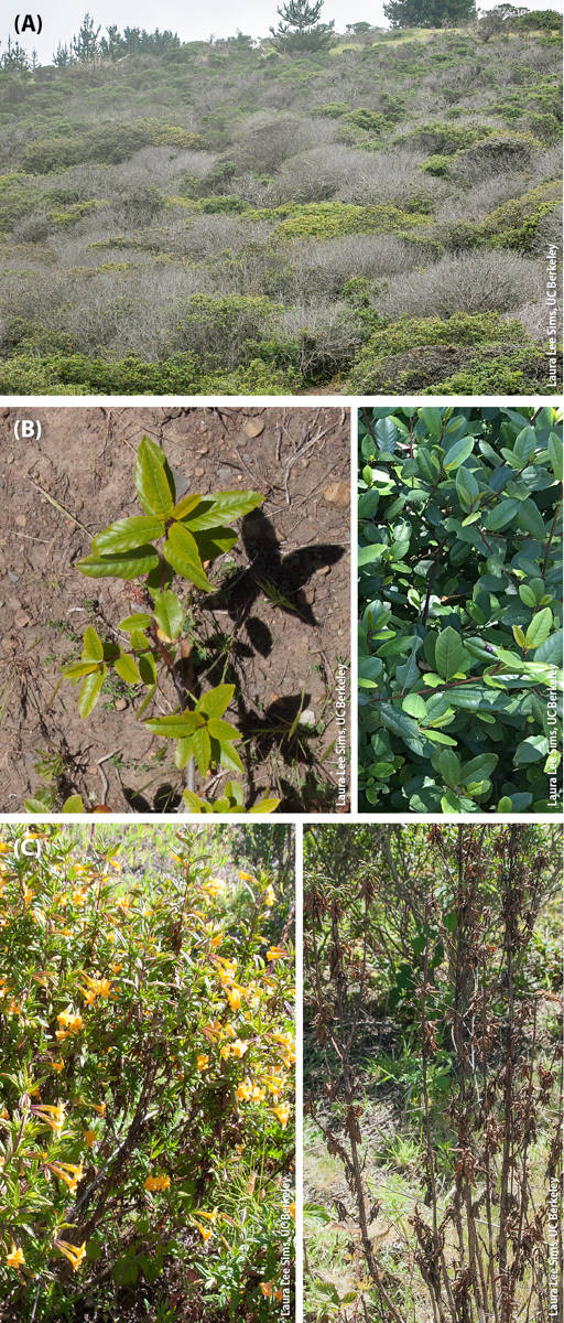 Visible symptoms caused by root and root collar infection by soilborne and waterborne Phytophthora species. (A) Coffeeberry (Frangula californica) in San Mateo County infected by Phytophthora multivora; (B) coffeeberry outplanted in Marin County infected by Phytophthora megasperma on the left, and healthy coffeeberry on the right; and (C) healthy sticky monkey flower (Diplacus aurantiacus) on the left, and plants infected by Phytophthora megasperma on the right.