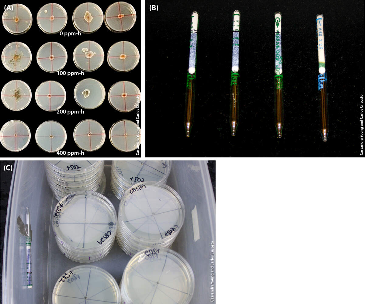 (A) Mycelial growth of C. cladosporioides, C. limoniforme and C. ramotenellum in lidded petri plates treated with SO2 of 0, 100, 200 or 400 ppm-h. (B) Passive colorimetric dosimeter tubes were used to measure SO2 concentrations. (C) One was placed inside each fumigation chamber, opposite the SO2 input valve.