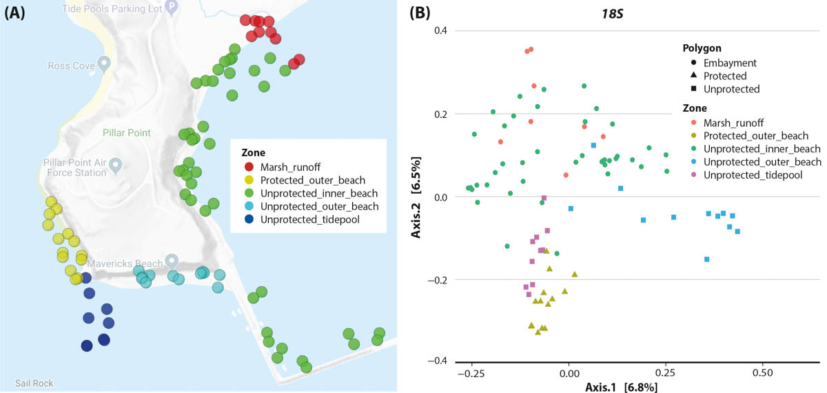 (A) Pillar Point project map of sampling areas. (B) Site compositional ordination with a Jaccard principal coordinate analysis shows more similar sites plotted closer together. This analysis is a standard way to explore beta diversity across multiple samples. The metabarcoding results used were from the 18S locus that captures eukaryotic diversity. The protected outer beach and the unprotected tidepools look similar through the lens of eDNA. This suggests the tidepools, which are easily accessible, may be useful as surrogate monitoring sites to understand the outer beach biodiversity health and change.