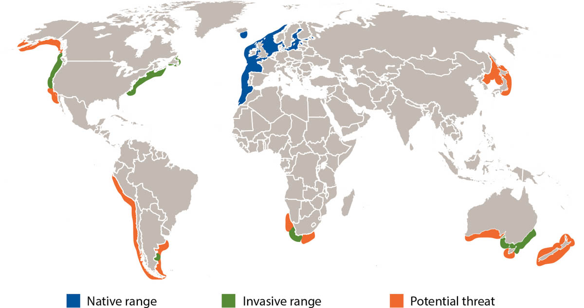 European green crab distribution extends far beyond the native range and is a potential threat to several coastal areas around the globe.