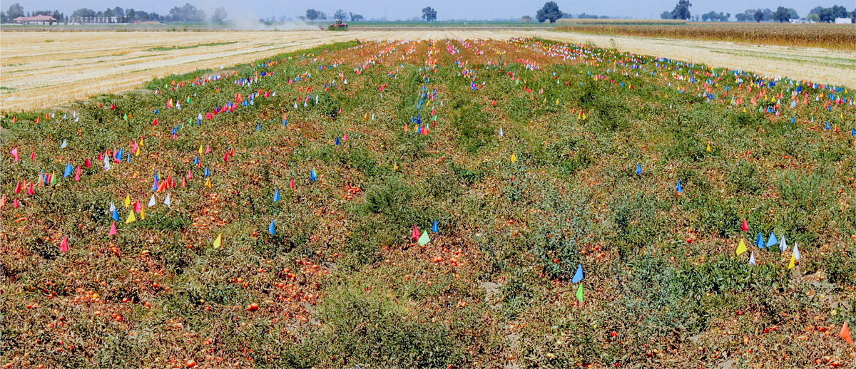 An infested tomato field with flags of different colors representing multiple flushes of branched broomrape captured weekly from May 29 to July 30, 2020, at Woodland, Yolo County, California. Photo: Matthew Fatino.