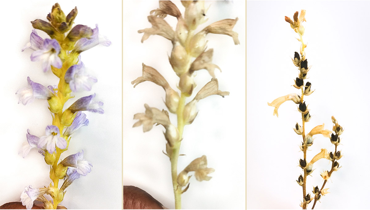 A branched broomrape plant: flowering (left), maturing (center) and mature capsules (right). Photos: O. Adewale Osipitan.