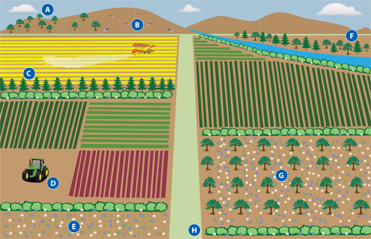 Potential carbon-beneficial pollinator-friendly practices that can be implemented in agricultural landscapes. (A) Tree/shrub establishment, (B) prescribed grazing, (C) windbreak, (D) reduce/eliminate tillage, (E) field border, (F) riparian planting (woody or herbaceous), (G) cover crops, (H) hedgerow. Illustration: Jamie Tibbetts.