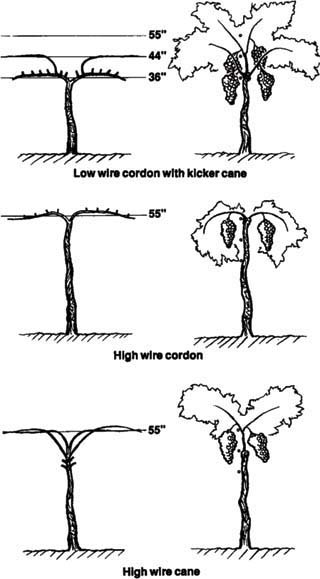 Three training/pruning alternatives for grapevine (left: pruned vine on trellis; right: cross-section of bearing vine).