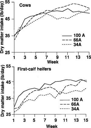 DMI of multiparous cows exceeded that of first-calf heifers at all diets. Both groups had lower DMIs when fed on the 34A diets.