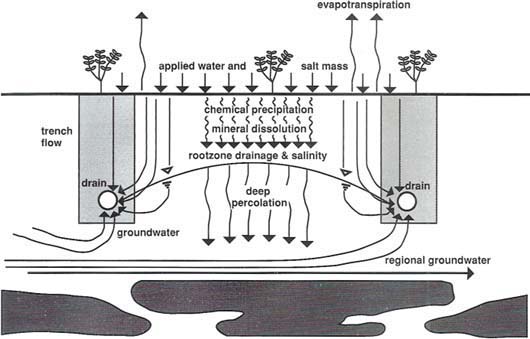 Schematic illustration of the flow of water through soil with respect to salt leaching and rootzone drainage.