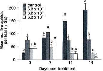Efficacy of Verticillium lecanii for control of Aphis gossypii on chrysanthemums. The data are represented as mean number of live aphids per leaf (± SE) vs. days posttreatment. Data were transformed loge(y  1) before ANOVA. Untransformed data are presented here. Means on the same day followed by the same letter are not significantly different (Duncan's New Multiple Range Test at alpha  0.05).