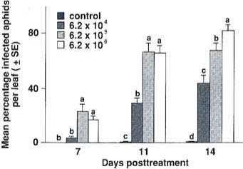 Efficacy of Verticillium lecaniiior control of Aphis gossypii on chrysanthemums. The data are represented here as mean percentage of infected aphids per leaf (± SE) vs. days post-treatment. Arcsin squareroot (y  1) transformation was performed on data before ANOVA. Untransformed data are presented here. Means on the same day followed by the same letter are not significantly different (Duncan's New Multiple Range Test at alpha  0.05).