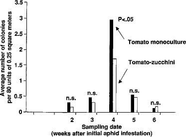 Abundance of green peach aphid (Myzus persicae) on zucchini plants grown in monoculture and in polycultures associated with cherry tomatoes.