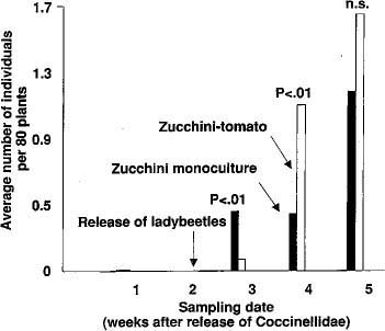 Pupal densities of lady-bird beetles (Hippodamia convergens) in zucchini monocultures and in polycultures associated with cherry tomatoes.