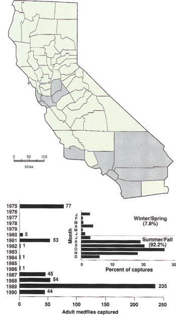 Map shows counties where medfly infestations have occurred; graph depicts numbers of adult medflies captured in California 1975 to 1990, and percent of captures occurring by month.