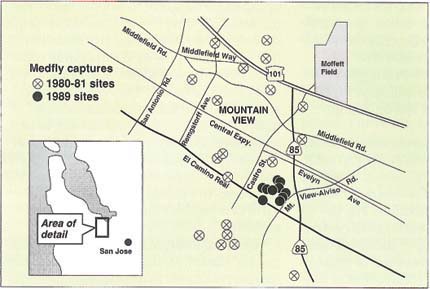 Locations where one or more medflies were captured in Mountain View, California in 1981 and 1989. Mountain View was one of approximately 30 cities in which medflies were captured during the 1980-82 outbreak in Santa Clara County. It is the only Northern California city in which medflies have reappeared in recent years.