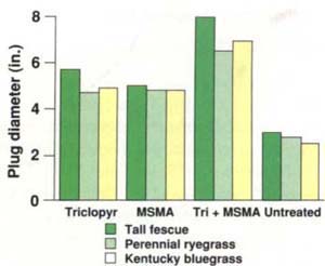 Diameter of three turfgrass cultivars affected by herbicide treatments and kikuyugrass competition at Riverside, California, in 1991 at the end of the second year. LSD with p = 0.05 for all interactions among cultivars and herbicide treatments is 1.5 inches.