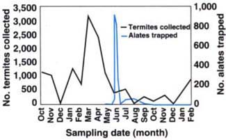 Number of workers and soldiers collected from ground traps and number of alates caught on sticky traps in La Mesa from October 1992 to February 1994.