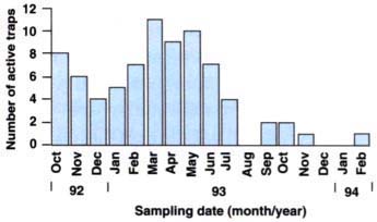 Number of active Coptotermes for-aging sites in La Mesa from October 1992 to February 1994.