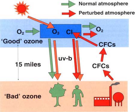 Schematic of atmospheric ozone and the effects of CFCs as explained in the text.