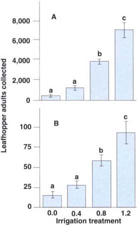 The total number of adult leafhoppers (A) and the number of marked, released, and recaptured leafhoppers (B) were significantly and positively correlated to irrigation treatment levels, indicating that leafhopper adults are more attracted to or better retained on well-irrigated vines as compared to deficit-irrigated vines (total leafhoppers: y = -191.7+5488.7x, r2 = 0.87, P < 0.001; dyed leafhoppers: y = 9.12+66.25x, r2 = 0.76, P < 0.001). Treatment means separated by different letters are significantly different (Tukey's multiple comparison test, P < 0.05).