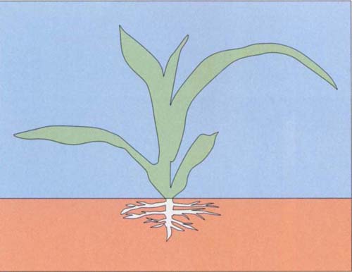 Corn treatment stage 4–5 leaf, 6–8 inches tall.