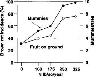 Effects of nitrogen (N) fertilization treatments on brown rot developed on fruit dropped on the ground and the number of overwintering mummies hanging on ‘Fantasia’ nectarine trees. A positive correlation was found between increased N fertilization and the development of brown rot on dropped fruit (y = 1.2 + 0.0085x, r2 = 0.89, P < 0.05) and hanging mummies (y = 2.92 + 0.022x, r2 = 0.98, P < 0.01).