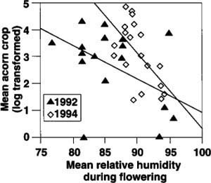 Relationship between mean relative humidity during the spring flowering period of individual coast live oaks and the subsequent acorn crops of the same trees in 1992 and 1994, years when the acorn crop was good. Spearman rank correlation rs = -0.47, P <0.05 (1992); rs = -0.57, P = 0.01 (1994); both N = 19.