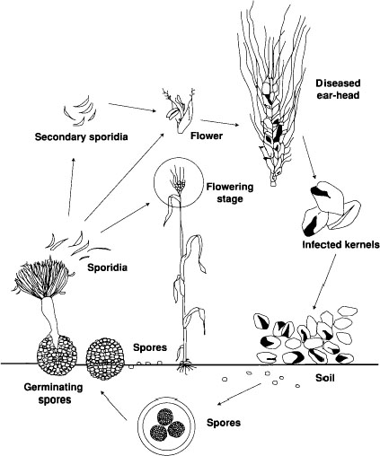 Life cycle of Karnal bunt infection (Adapted from Joshi et al. 1983).