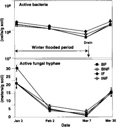 Direct counts of active bacteria and fungal hyphae over time in 1994. BF = burn flooded; BNF = burn not flooded; IF = incorporated flooded; INF = incorporated not flooded. Error bars are standard deviations of four replicate plots.