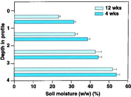 Soil moisture by depth in the profile at the final harvest (mid-October) in 1995 and 1996. There were significant differences at the 0-to 1-foot and 1-foot to 2-foot depths, but not deeper in the profile. Error bars are standard deviations of the means. Soils in the Tulebasin series hold 0.3 to 0.5 inches of available water per inch (4 to 6 inches per foot), depending on depth in the profile and organic matter content.