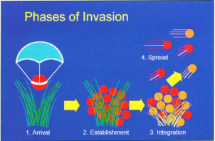 Conceptual diagram of the invasion process. Different colored circles and plants appearing during the integration stage reflect ecological and evolutionary changes in the resident and exotic species as both groups of species adapt to one another.