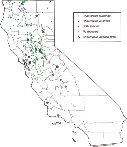 Recoveries of Chaetorellia seed head flies in California, 1995-1998.