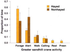 Time-activity budgets of greater sandhill cranes on hayed and nonhayed plots (means ± 1 S.E.).