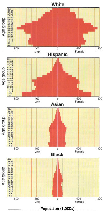 Age-sex pyramids of projected populations in 2000 by ethnicity in California. Source: California Department of Finance, Demographic Research Unit, 1998.