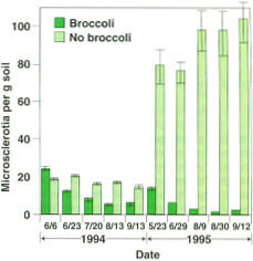 Numbers of V. dahliae microsclerotia per gram of soil, during a 2-year field experiment, from plots that were treated with broccoli residue or left unamended. Pathogen populations were virtually identical in all plots when the study was initiated.