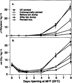 Changes in ethylene production (A) and respiration rate (B) during ripening of Bartlett pears at 68°F (20°C) sampled after harvest or packing. Data points represent the means of five replicates ± SD.